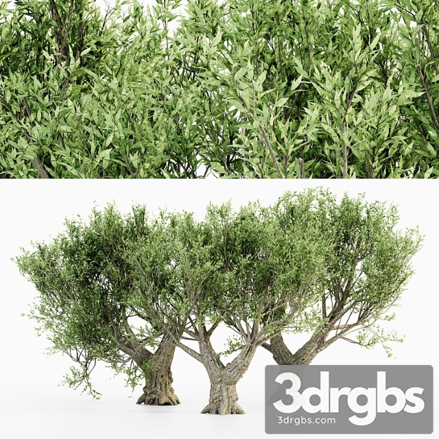 African Olive Tree 1 3dsmax Download - thumbnail 1