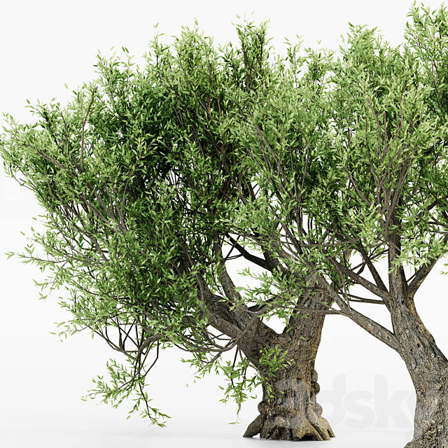 African Olive tree 3DS Max Model - thumbnail 2