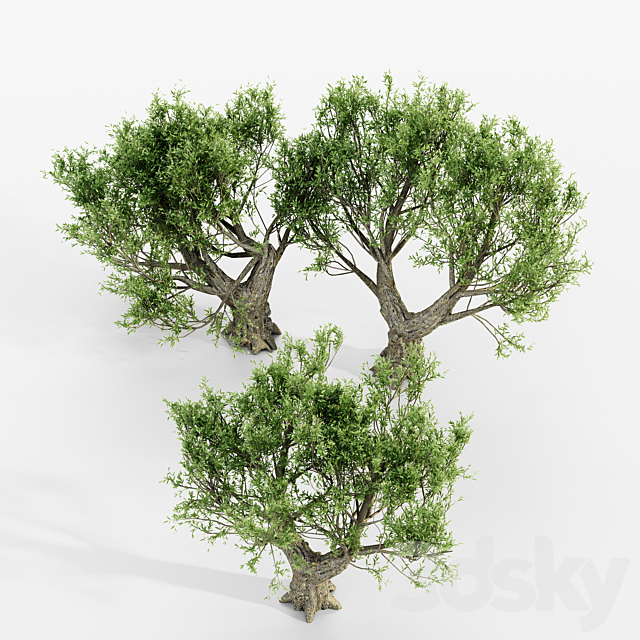 African Olive tree 3DS Max Model - thumbnail 4