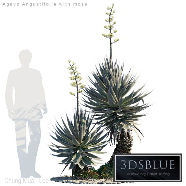 Agave Angustifolia with moss 3DS Max - thumbnail 3