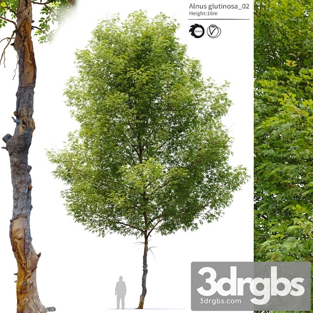 Alnus glutinosa 02 - thumbnail 1