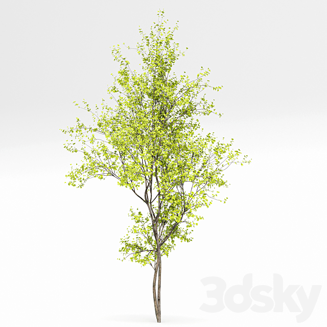 Alnus Glutinosa and Betula Pendula spring trees 3DS Max Model - thumbnail 4