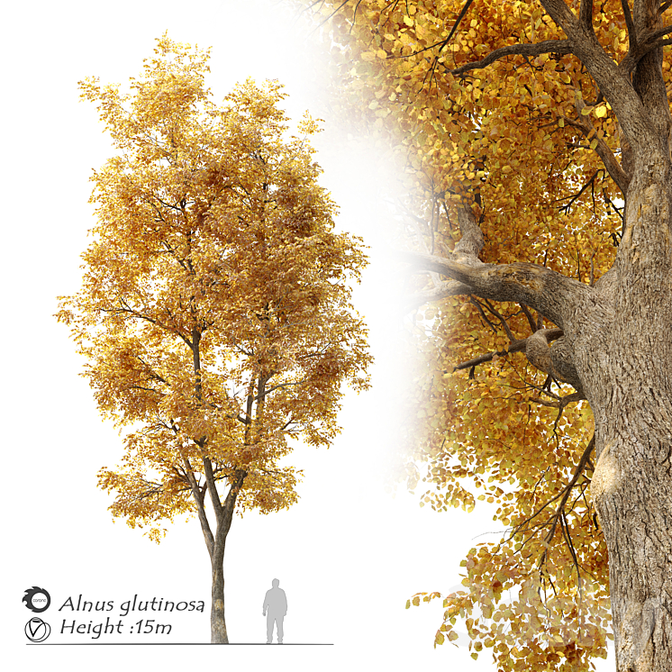 Alnus glutinosa (black alder) 3DS Max - thumbnail 1