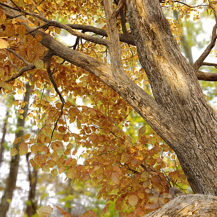 Alnus glutinosa (black alder) 3DS Max - thumbnail 2