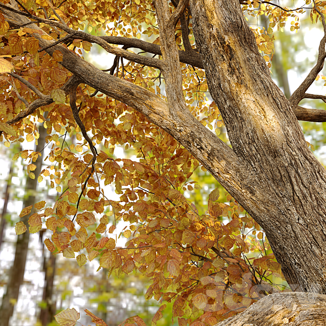 Alnus glutinosa (black alder) 3DSMax File - thumbnail 2