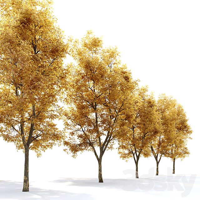 Alnus glutinosa (black alder) 3DSMax File - thumbnail 3