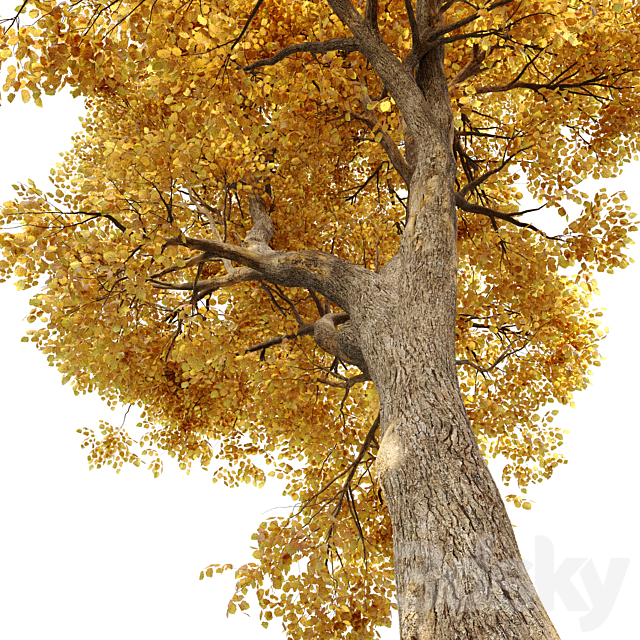 Alnus glutinosa (black alder) 3DSMax File - thumbnail 4