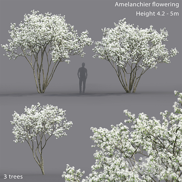 Amelanchier 3DS Max - thumbnail 1