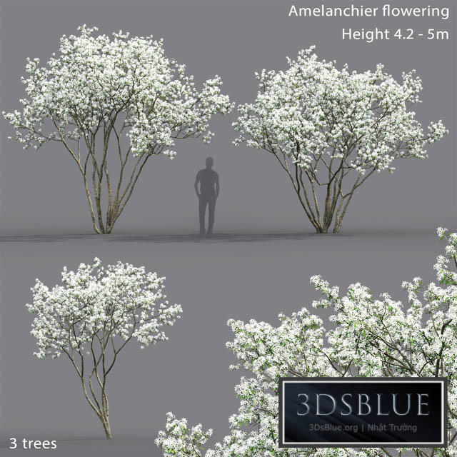 Amelanchier 3DS Max - thumbnail 3