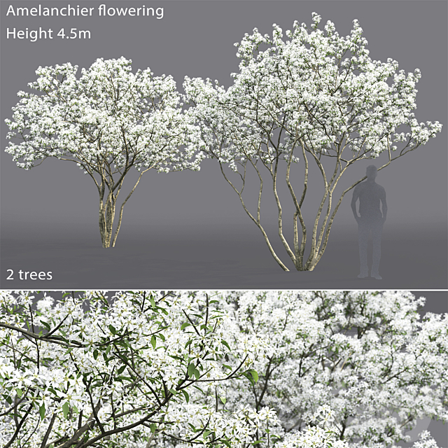 Amelanchier 3ds Max - thumbnail 1