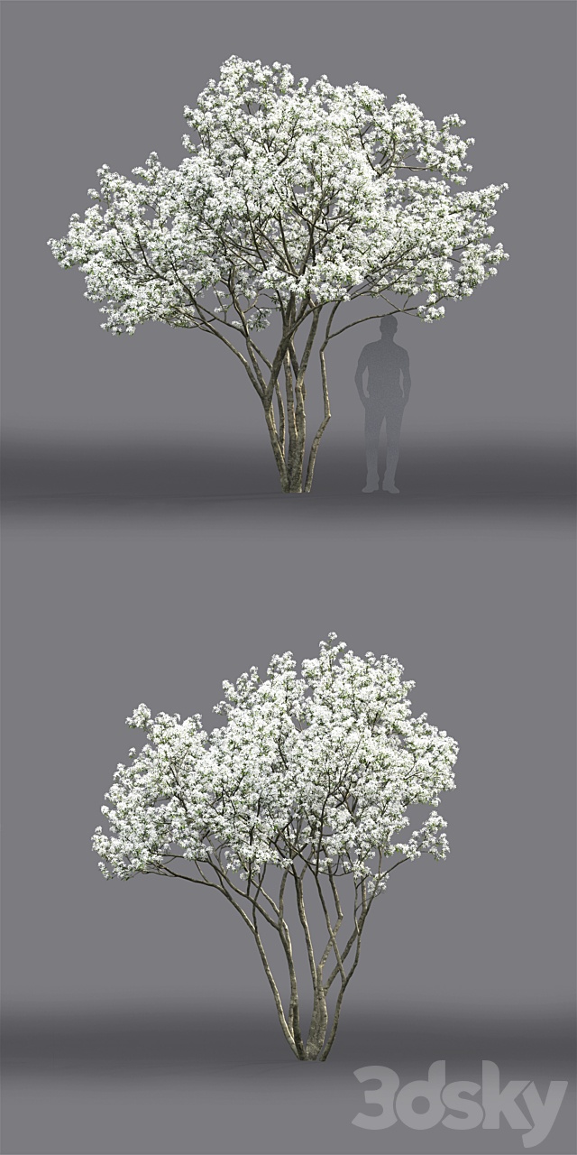 Amelanchier 3ds Max - thumbnail 2