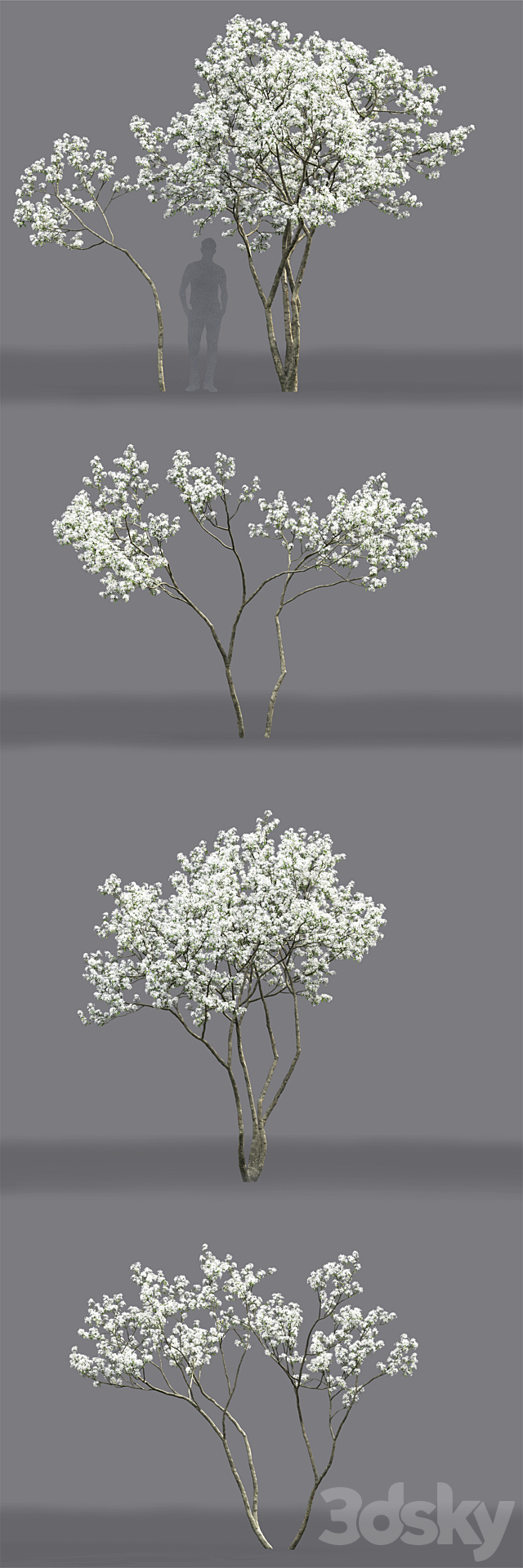 Amelanchier 3ds Max - thumbnail 3