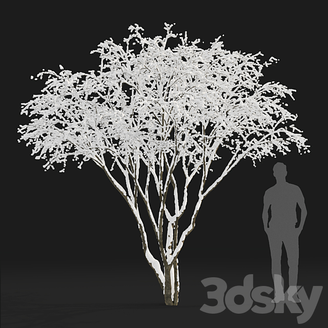 Amelanchier 3ds Max - thumbnail 2