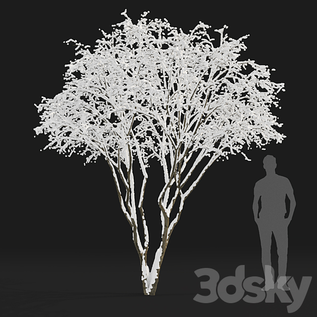 Amelanchier 3ds Max - thumbnail 3