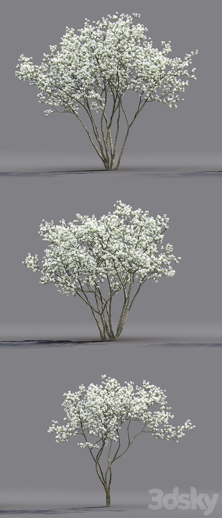 Amelanchier 3DS Max - thumbnail 2