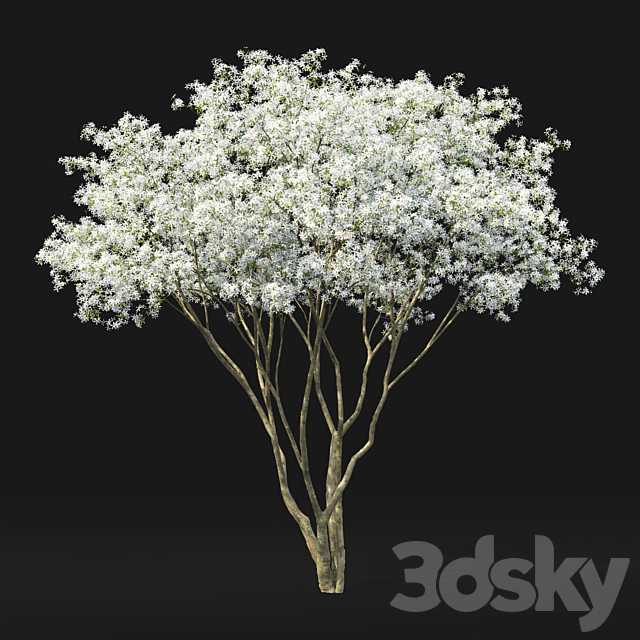 Amelanchier 3DS Max Model - thumbnail 2