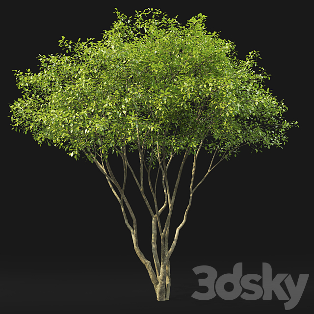 Amelanchier 3DS Max Model - thumbnail 3