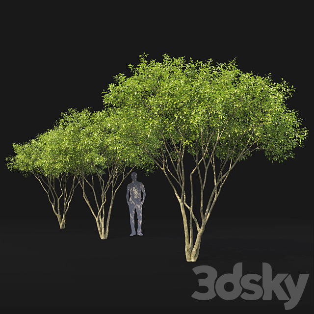 Amelanchier 3DS Max Model - thumbnail 4