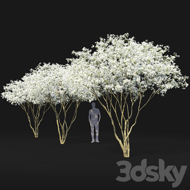 Amelanchier 3DS Max Model - thumbnail 5