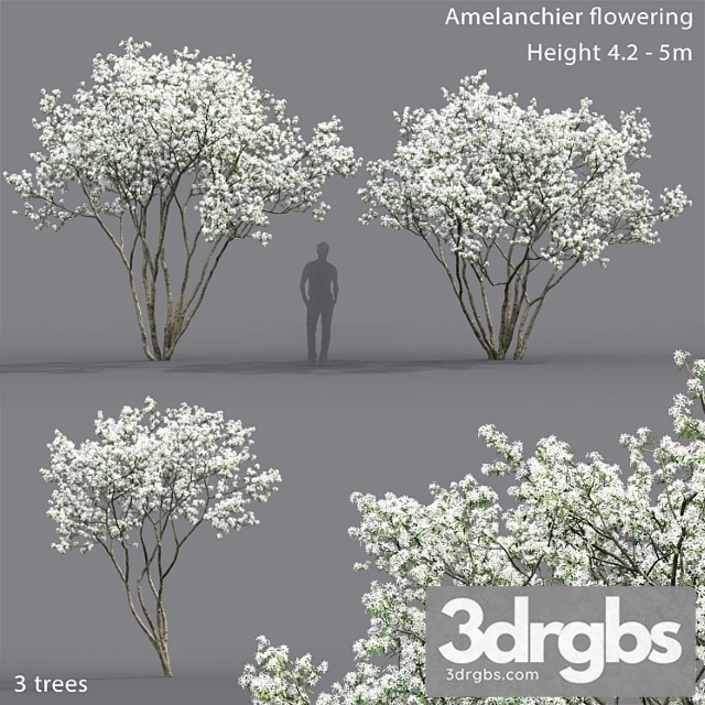 Amelanchier 5 3dsmax Download - thumbnail 1