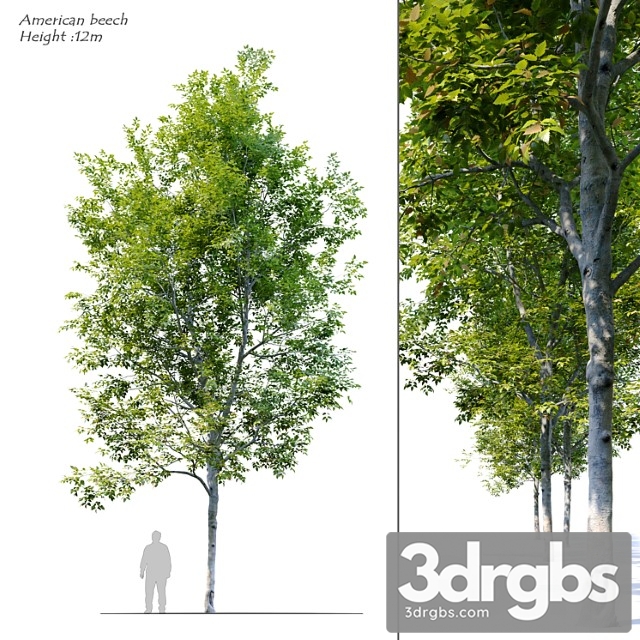 American Beech 4 3dsmax Download - thumbnail 1