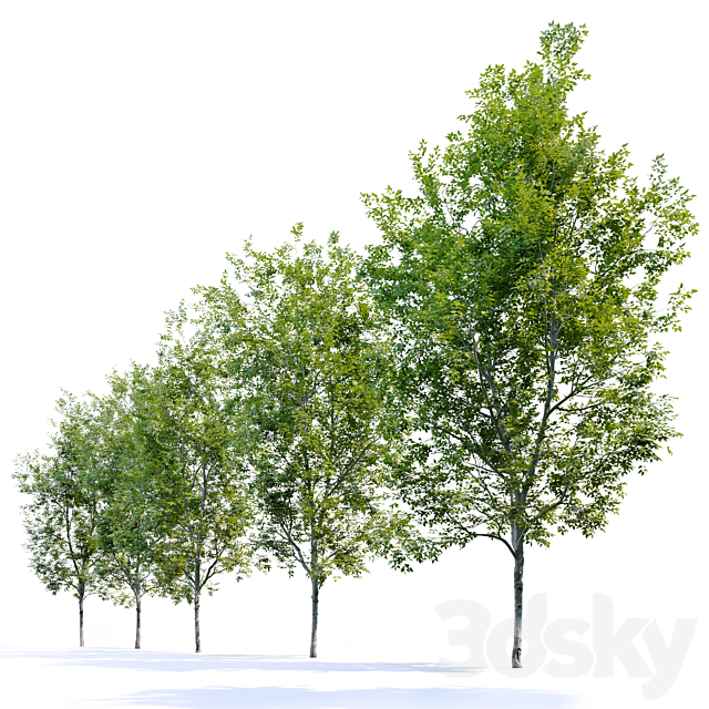 American Beech 4 3DSMax File - thumbnail 3