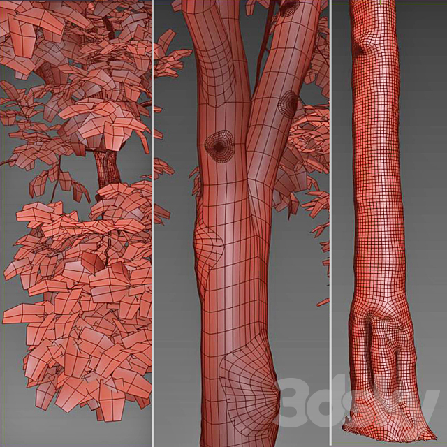 American Beech 4 3DSMax File - thumbnail 4