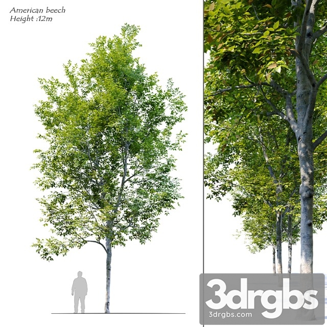 American beech 4 - thumbnail 1