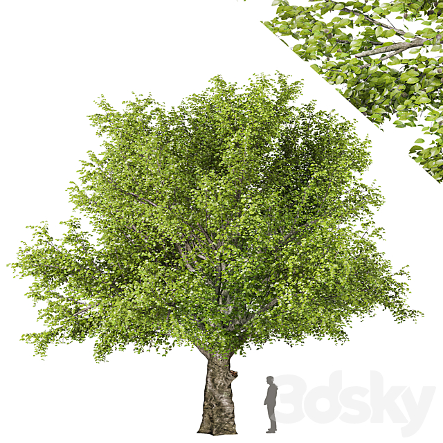 American beech tree 3ds Max - thumbnail 1