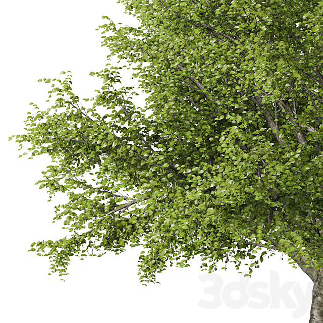 American beech tree 3ds Max - thumbnail 2