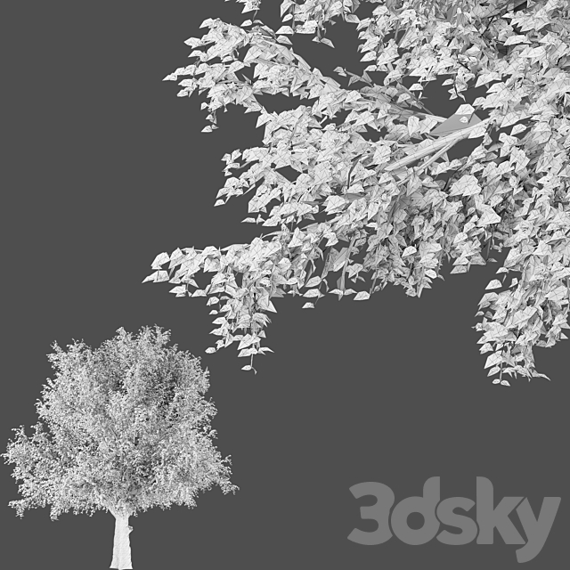 American beech tree 3ds Max - thumbnail 3