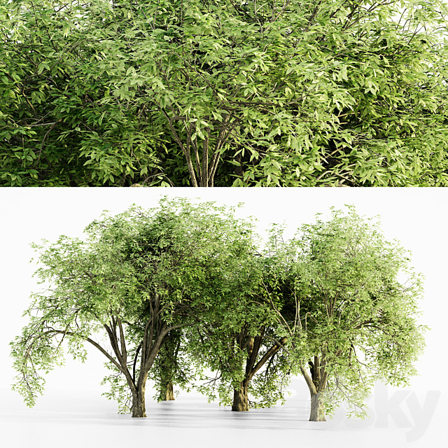 American elm tree 3ds Max - thumbnail 1