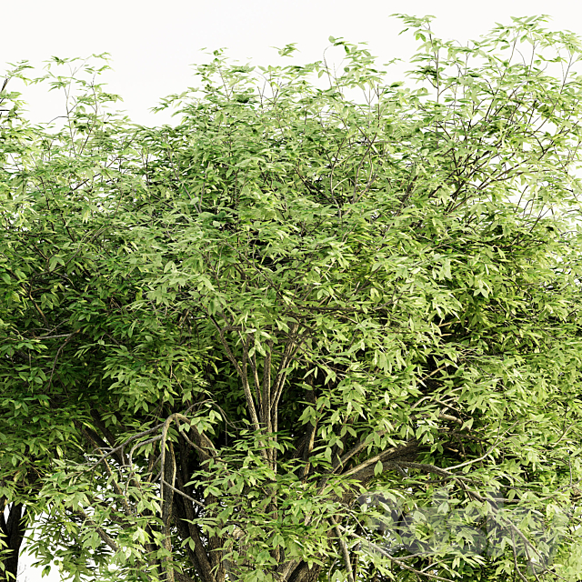 American elm tree 3ds Max - thumbnail 2