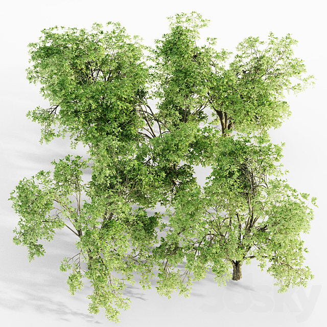 American elm tree 3ds Max - thumbnail 3