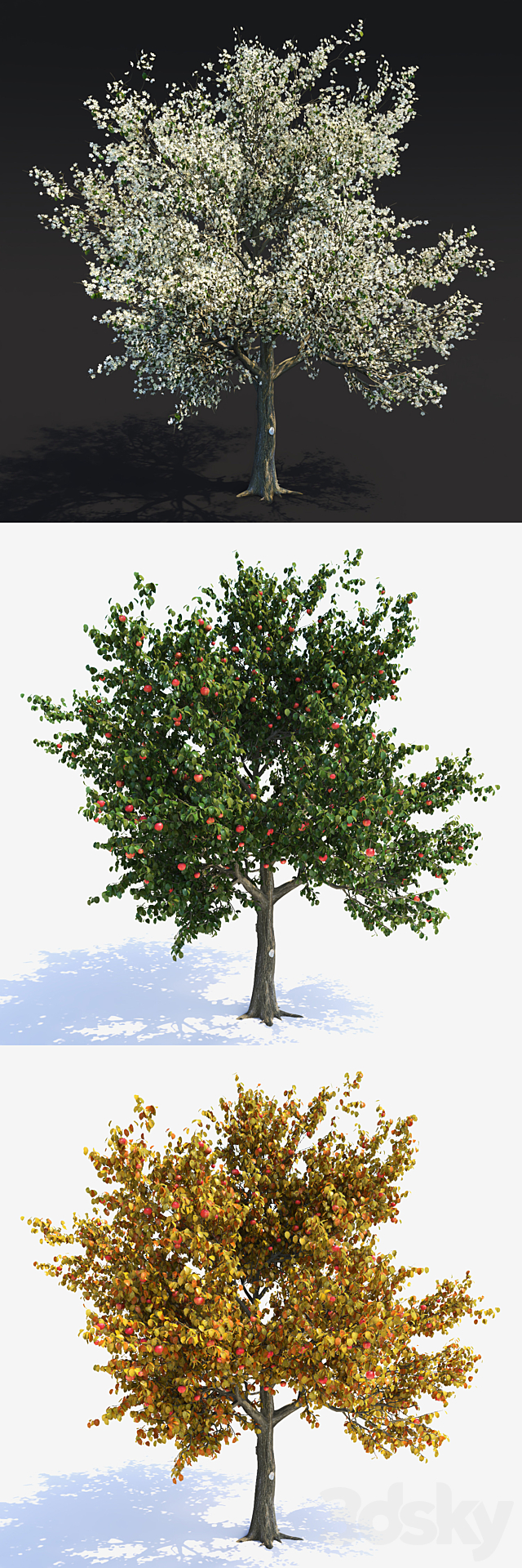 Apple Tree 1 3DS Max Model - thumbnail 2