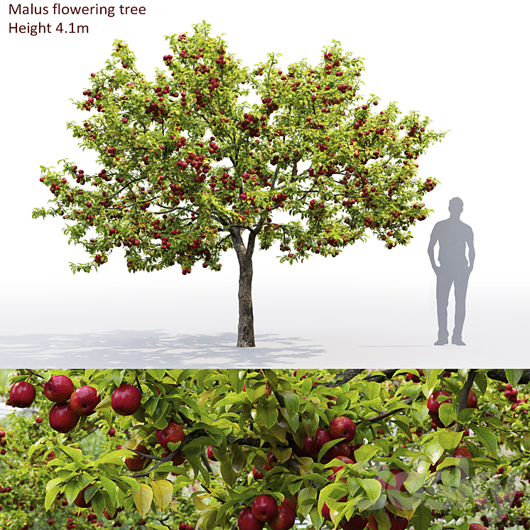 Apple tree 3DS Max - thumbnail 1