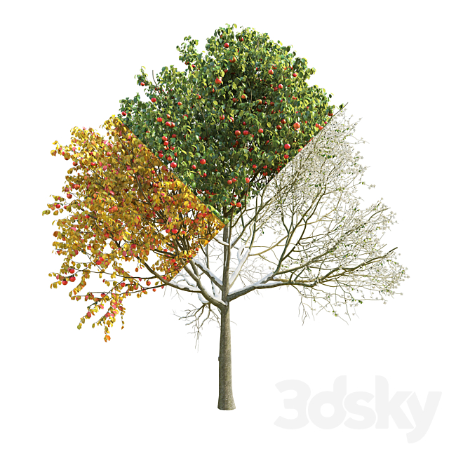 Apple Tree 5 Seasons 3DSMax File - thumbnail 2