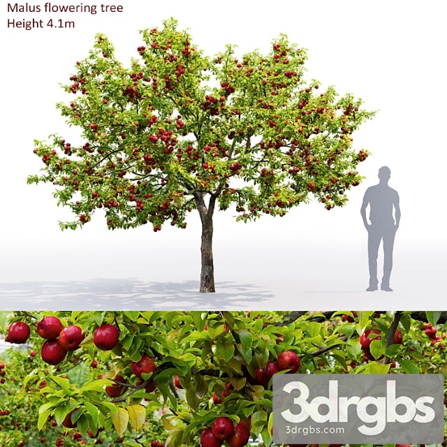 Apple tree - thumbnail 1