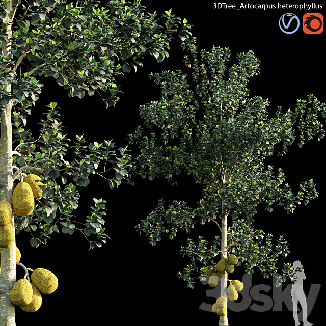 Artocarpus heterophyllus 01 3ds Max - thumbnail 1