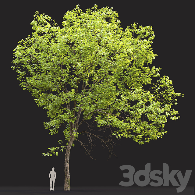 Ash 3DSMax File - thumbnail 3