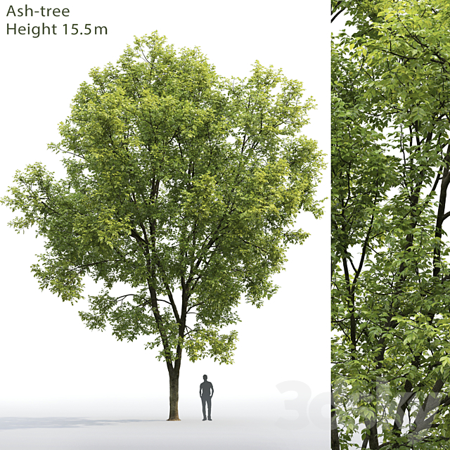 Ash 3DSMax File - thumbnail 1