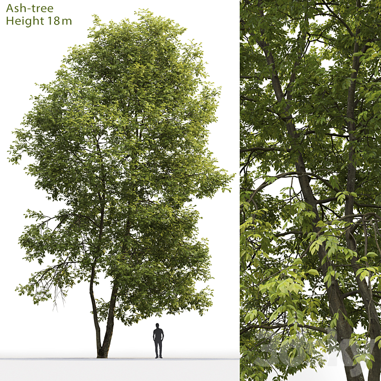 Ash | Ash-tree # 4 (18m) 3DS Max - thumbnail 1