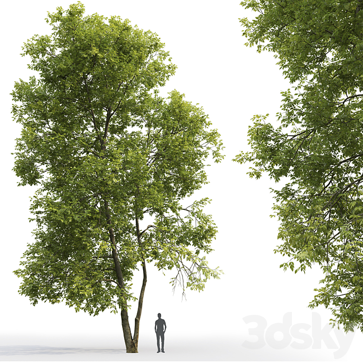 Ash | Ash-tree # 4 (18m) 3DS Max - thumbnail 2