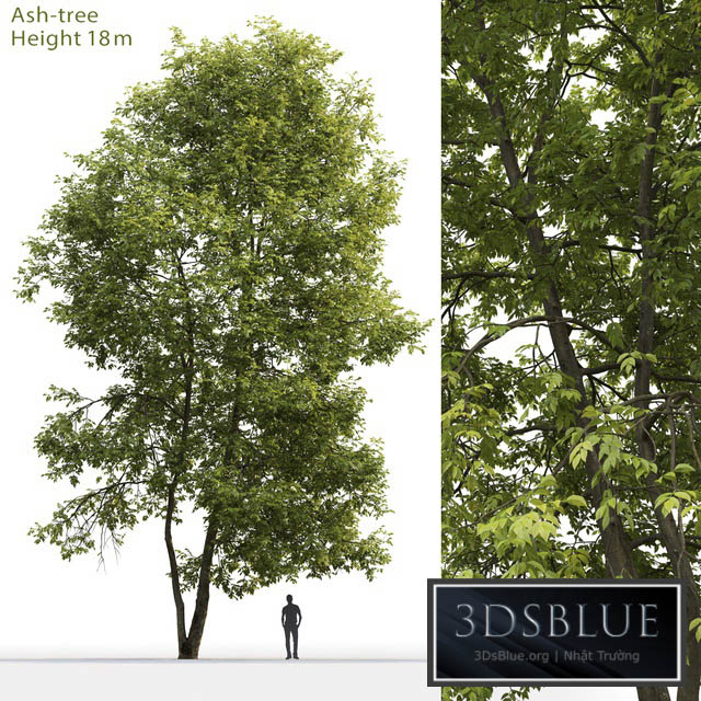 Ash | Ash-tree # 4 (18m) 3DS Max - thumbnail 3