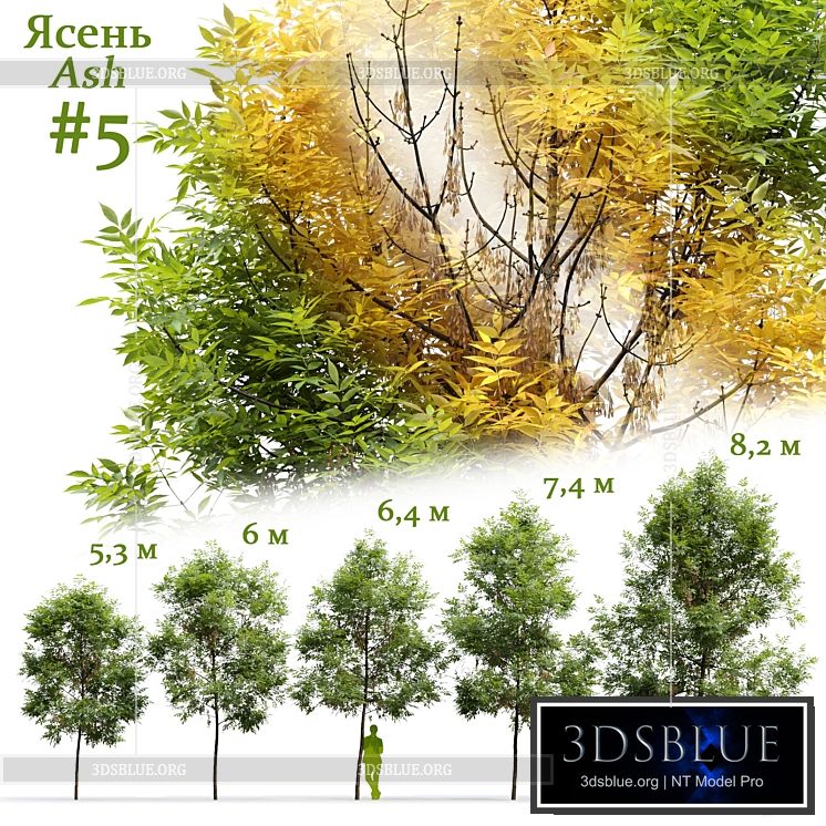 Ash \/ Fraxinus #5 3DS Max - thumbnail 3