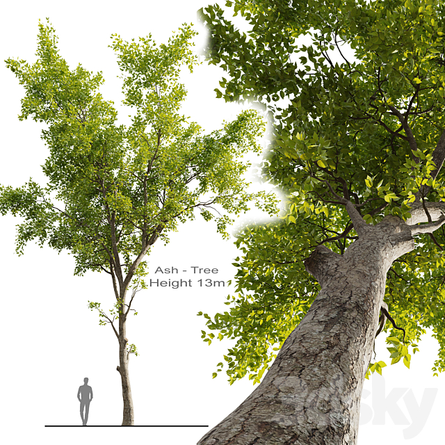 Ash Tree 01 3ds Max - thumbnail 1