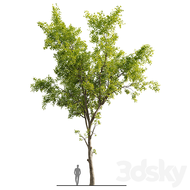 Ash Tree 01 3ds Max - thumbnail 2