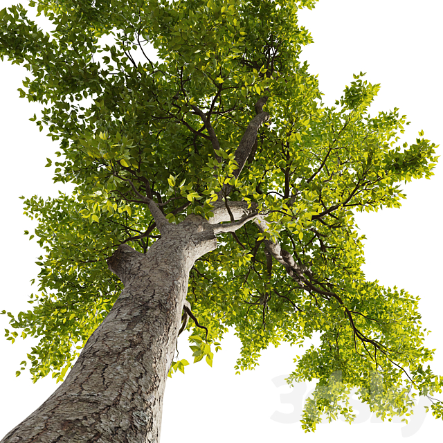 Ash Tree 01 3ds Max - thumbnail 3