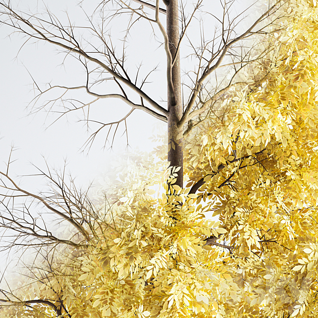 Ash Tree 01 3DS Max Model - thumbnail 3