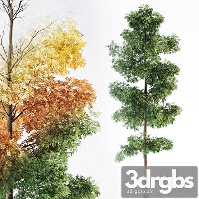 Ash Tree 01 3dsmax Download - thumbnail 1